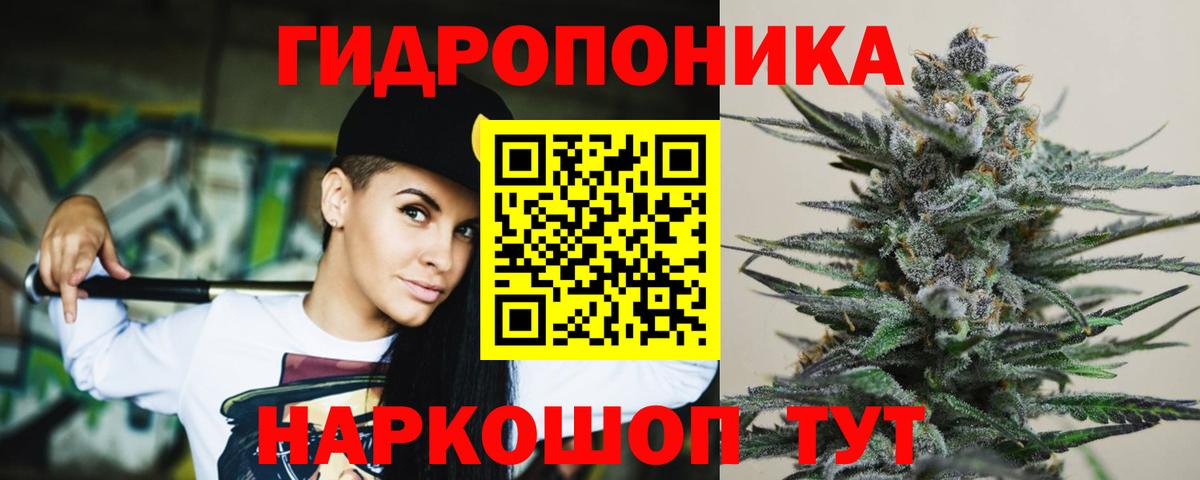 Конопля индика Курчалой